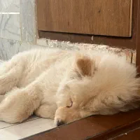 واگذاری توله چاو چاو|سگ|مشهد, سرافرازان|دیوار