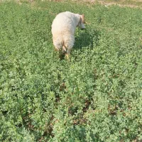 گوچ|حیوانات مزرعه|قلعه گنج, |دیوار