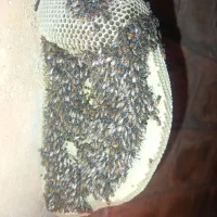 عسل طبیعی کوهستان و عسل وحشی