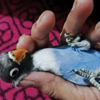 طوطی برزیلی کوتوله