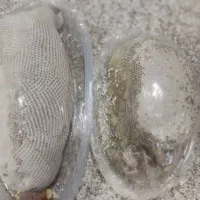 عسل صدرصد طبیعی با شاخه درخت