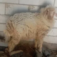 گوسفند