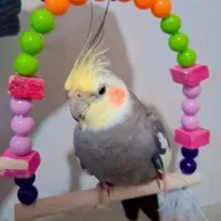 عروس هلندی گم شده