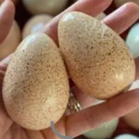 تخم بوقلمون نطفه دار