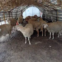 گوسفند دامازدخ