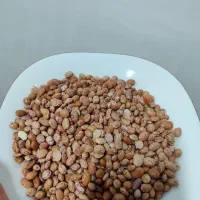 فروش لوبیا