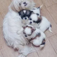 شیتزو تری کالر