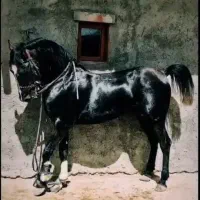 اسب سیلمی کرد