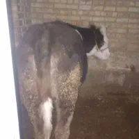 گوساله ماده سمینتال|حیوانات مزرعه|داران, |دیوار