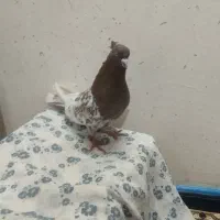 فرخان پلیس راه