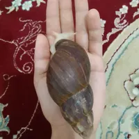 حلزون واگذاری فوری ۱۰۷ عدد