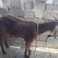 پول لازم دارم