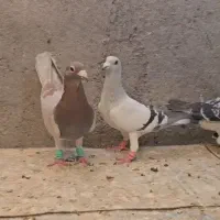 پرندها همه از تیپ جدا شدن همه نر|پرنده|تربت‌حیدریه, باغ ملی|دیوار