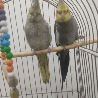 معاوزه بامرغ یا خروس یا4/500/000