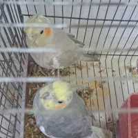 دو جفت عروس پاریس|پرنده|اهواز, منبع اب|دیوار