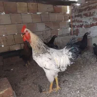 جوان