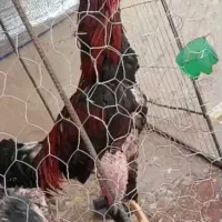 تخم لاری نسل دار