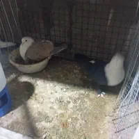 کفتر سرسفید