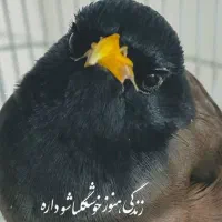 مرغ مینا|پرنده|فردیس, سرحد آباد|دیوار