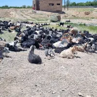 فروش 150 راس بز داشتی یک دست