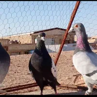 کفتر بوم|پرنده|یزد, |دیوار