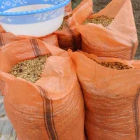 بذر پاخلا|خدمات باغبانی و درختکاری|پارسآباد, |دیوار