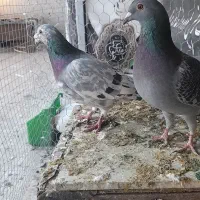 کبوتر کوهی و مگزی|پرنده|همدان, |دیوار