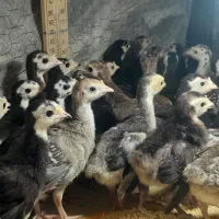 جوجه بوقلمون برنز محلی ۹ روزه  واکسن خورده