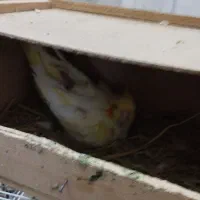 عروس هلندی|پرنده|لیسار, |دیوار