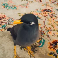 مینا قیمت|پرنده|بیستون, |دیوار