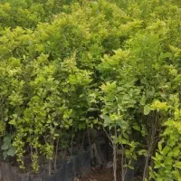 تولیدمرکبات جنوب نهال زغال اخته درخت یاس هلندی