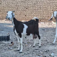 ۲ تا بز دورگ پاکستانی|حیوانات مزرعه|رفسنجان, |دیوار