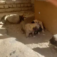 واگزاری|سگ|سراب, |دیوار