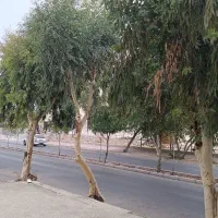 نیازمند فروشنده خانم (پوشاک زنانه)