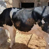 باسلام  یک راس گاو شیری 15 کیلو شیر