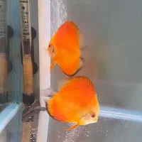 ماهی دیسکس گلدن کلاسیک