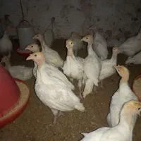 بوقلمون بیوتی ۶ وزن سنگین