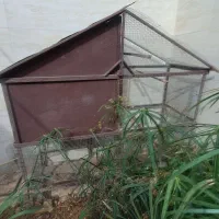 قفس پرنده