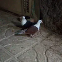 کفتر کلاغ