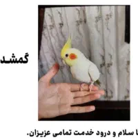 عروس هلندی گمشده درهلالی