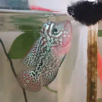 فلاور کامفا وارداتی