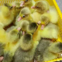 جوجه غازمحلی دورگه. قوغازولینداموجوده دونه ۴۰۰