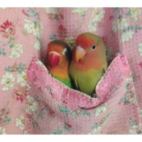 برزیلی نر بالغ|پرنده|سمنان, |دیوار