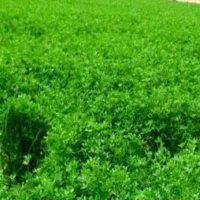 فروش یونجه درجه ۱