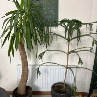 یوکا و کاج مطبق