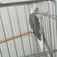 عروس هلندی نر