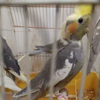 جوجه عروس هلندی