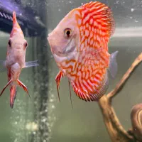 دیسکس|ماهی|تهران, یاخجی آباد|دیوار