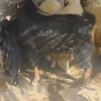 بز نر|حیوانات مزرعه|دره شهر, |دیوار