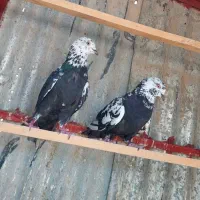 کبوتر پرشی جفتی